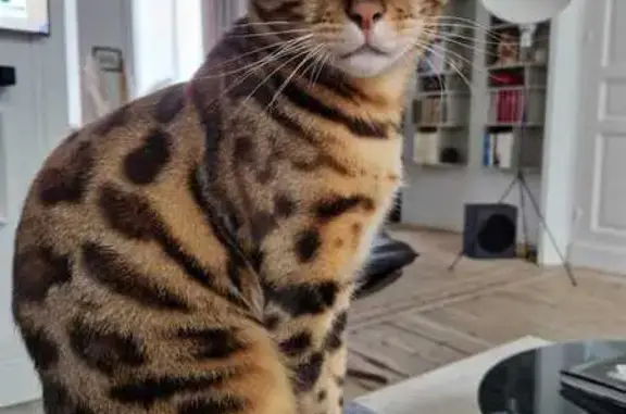 Chat perdu, Tourcoing, photo: Chat Bengal mâle perdu à Tourcoing