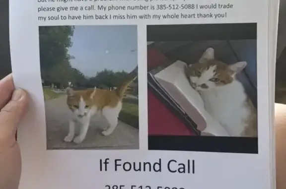 Lost Orange & White Cat in Layton Area