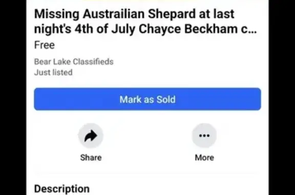 Lost Australian Shepherd in SLC - Call Now!