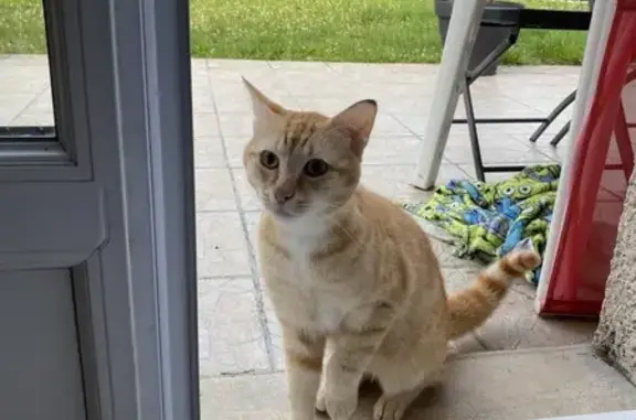 Chat mâle roux trouvé à Bétheniville - photo