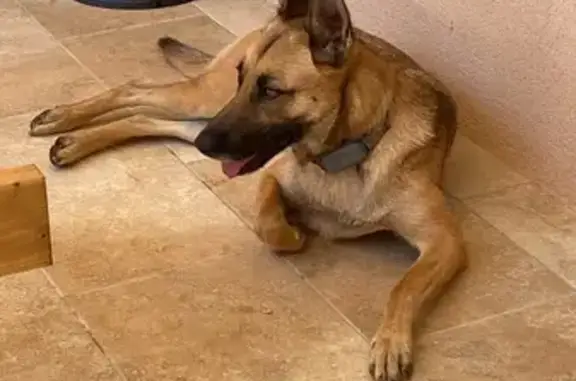 Chien Malinois trouvé avec collier gris à Prades - photo
