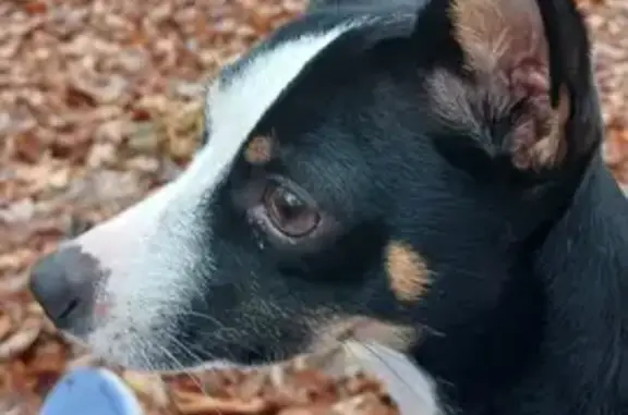 Lost Dog: Help Find Ferguson in Richmond!