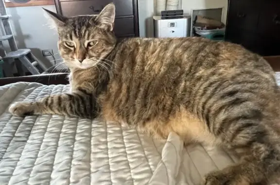 Lost Orange/Brown Female Cat in Chicago