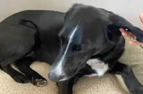 Missing Black Lab Mix in Tullytown