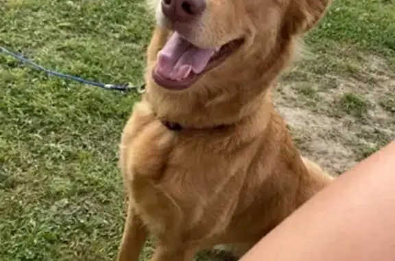 Lost Dog: Missy, Tan/Brown, Pink Collar