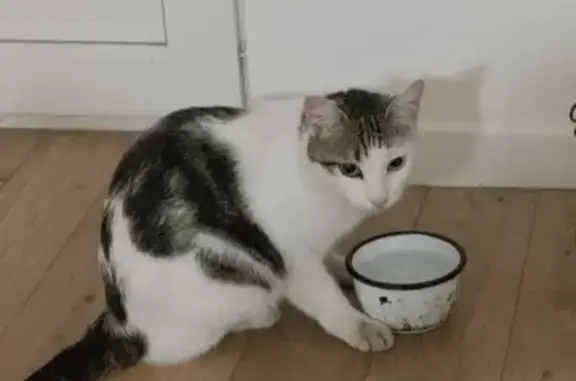 Chat tatoué trouvé apeuré près médiathèque - photo