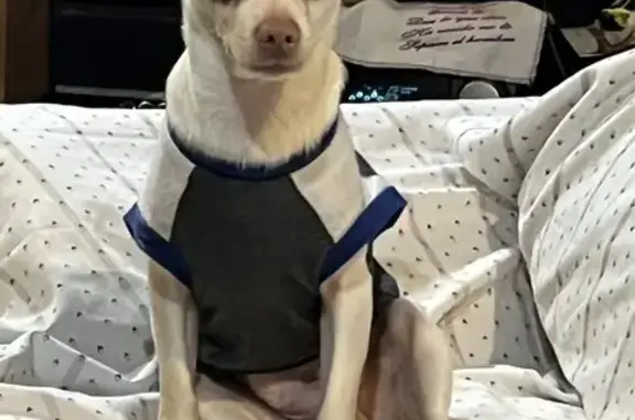 Lost White Chihuahua on Spring Road, Gainesville
