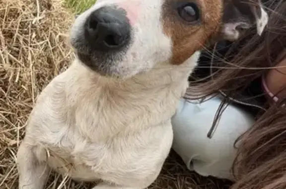 Petit chien blanc marron trouvé avec collier noir - photo