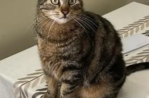 Lost Male Tabby Cat - Summer St, Malden