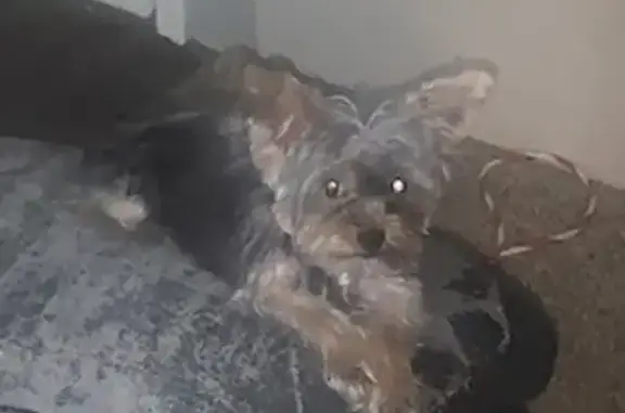 Lost 1-Year-Old Yorkie on North Battlebell Rd