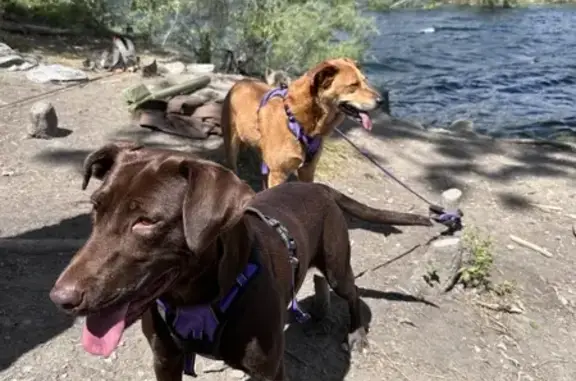 Missing: Skittish Chocolate Lab in Eureka