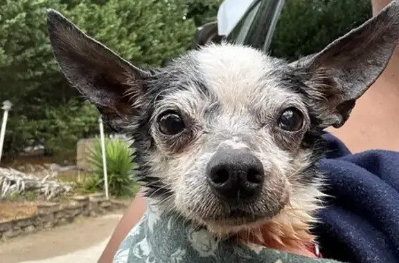 Found: Older B&W Chihuahua, Red Collar