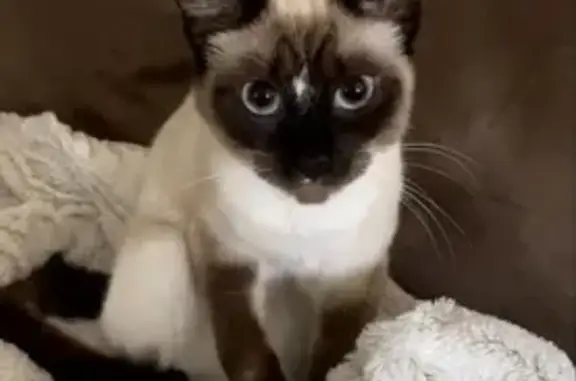 Missing Siamese Cat Stella - Help Needed!