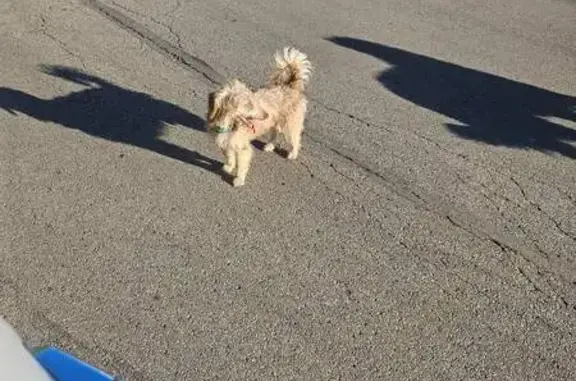 Found: 2 Dogs at Lenox Apts, Calder Way