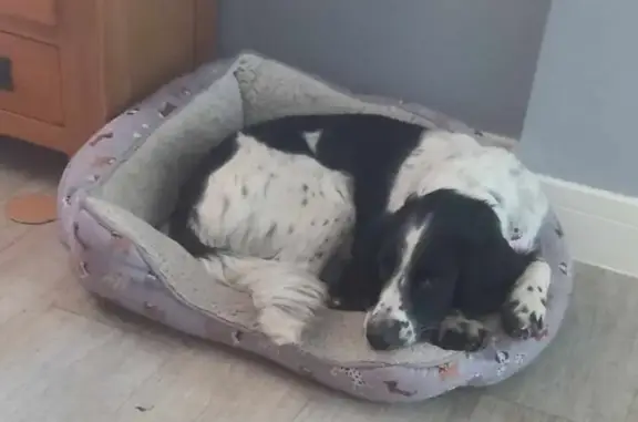 Lost Spaniel | Find Missing Purebred Dogs | Pet911