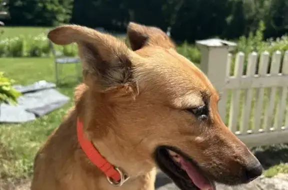Missing Dog: Russet, 4-Year-Old Female, Wilton