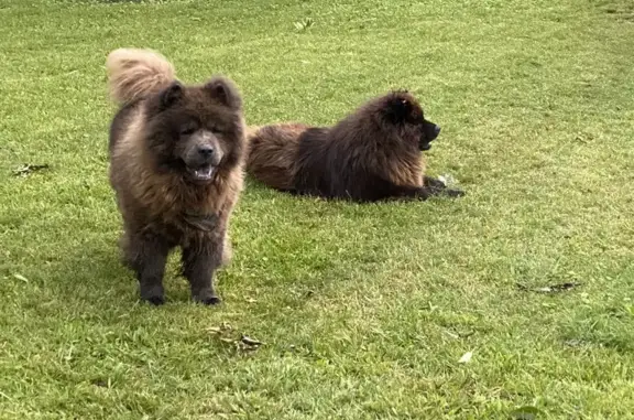 Missing Blue Chowchow in Little Rock Area