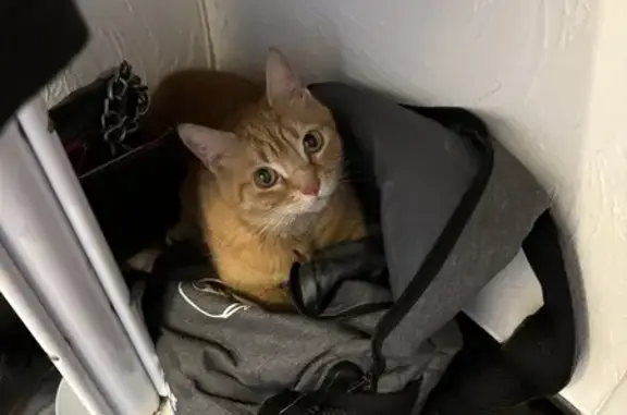 Chat coincé près d'une roue à Reims - photo