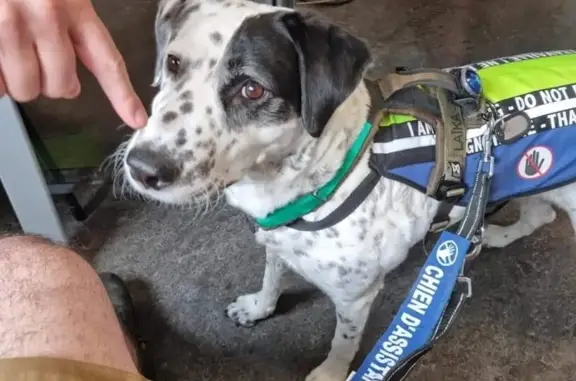 Chien perdu , photo : Chien perdu près de l'aéroport Lyon Saint-Exupéry