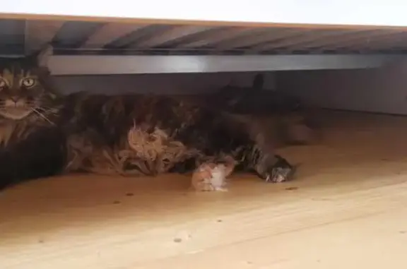 Animaux perdus , photo: Chat Maine Coon perdu à Gabian
