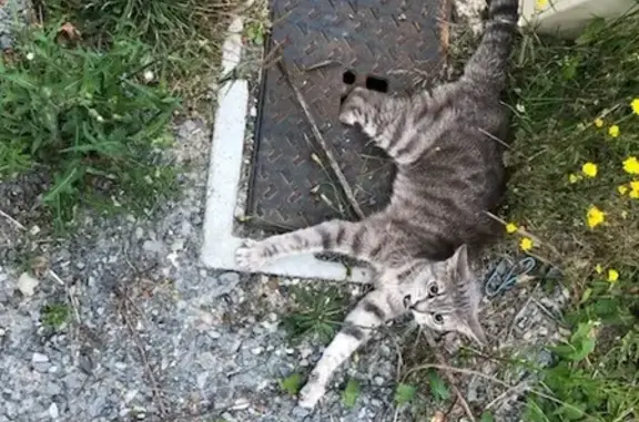 Chat gris tigré trouvé, urgent besoin d'aide - photo
