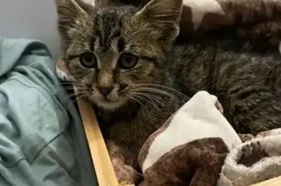 Chaton tigré trouvé à Saint-Vincent-de-Tyrosse - photo