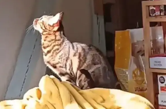 Chat perdu, Sarlat-la-Canéda, photo: Chat Bengal Disparu, Sarlat-la-Canéda
