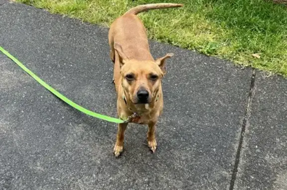 Lost Honey-Colored Dog on 5th Street, Brookings