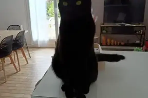 Animaux perdus Buxy, photo: Chat perdu, bout de queue cassé, Rue des Franets