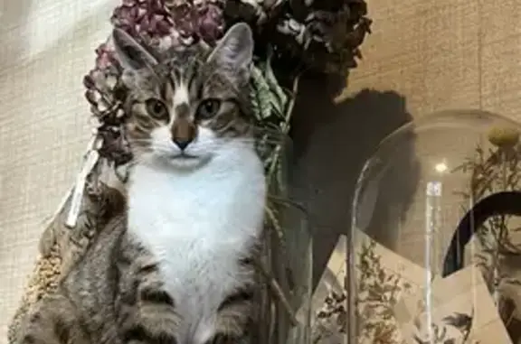 Chat mâle castré perdu à Mancey - photo
