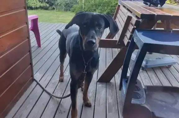 Jeune Beauceron Cherche Refuge Urgent - photo
