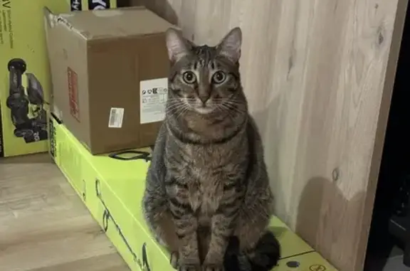 Chat Mâle Tigré Disparu à Labastide-Beauvoir - photo