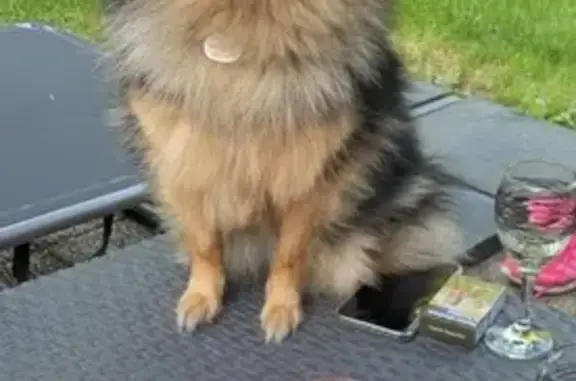 Chien perdu Argentré, photo : Chien perdu: Femelle spitz à Argentré