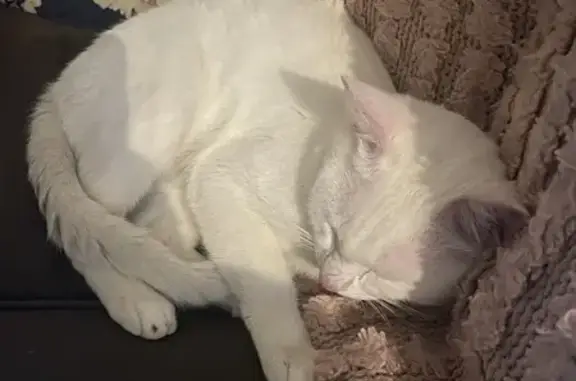 Missing: White Cat Pierre, 15 Months, Stirling