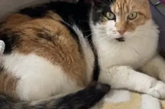 Animaux perdus Ons-en-Bray, photo: Chatte tricolore disparue à Ons-en-Bray