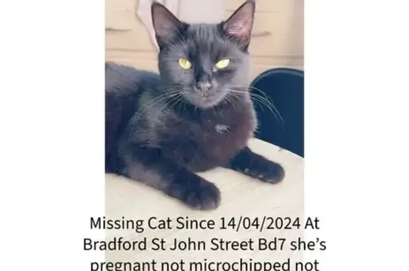 Missing Cat: Black with White Chest in Bradford