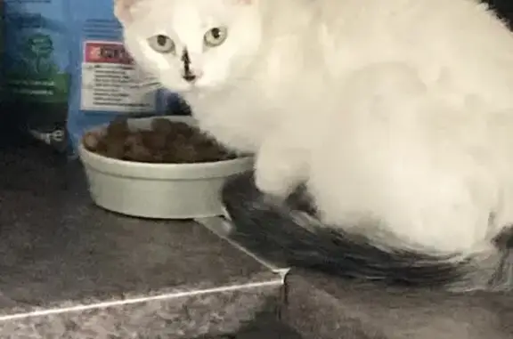 Missing Female Cat - Wills Road, Help Needed!