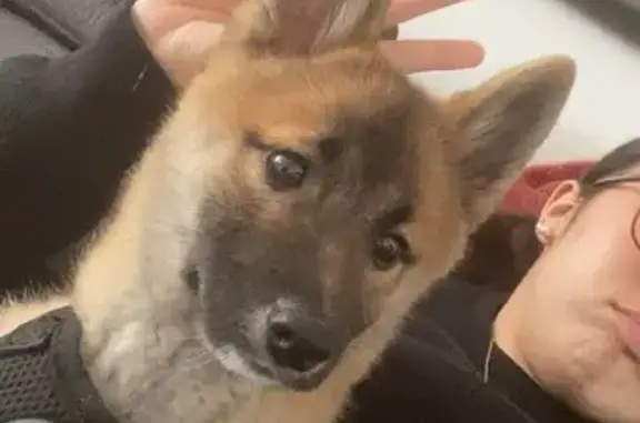 Animaux perdus Saint-Cyr-l'École, photo: Chien perdu à Saint-Cyr-l'École, 6 mois, pucé