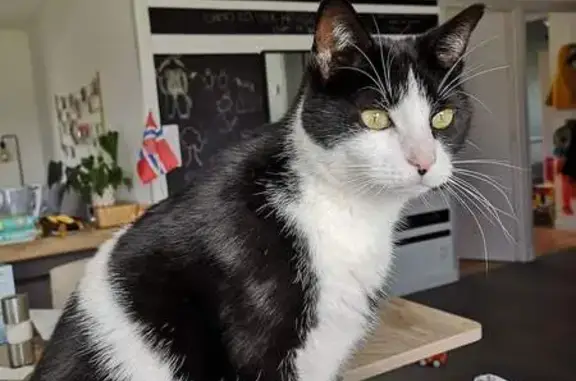 Animaux perdus Plédran, photo: Chat noir et blanc perdu à Plédran