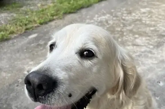 Chien trouvé , photo: Chien trouvé avec collier marron à Lully