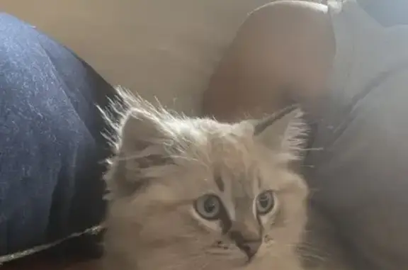Animaux perdus , photo: Chaton blanc et gris perdu entre La Pouëze et St Lambert