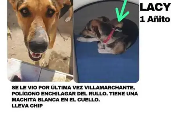 Perros perdidos, , foto: ¡Ayuda! Perrita Miedosa Lassy Perdida en Valencia