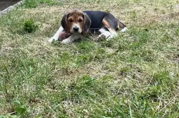 Chien perdu Saint-Laurent-sur-Gorre, photo : Beagle femelle perdue à Saint-Laurent-sur-Gorre