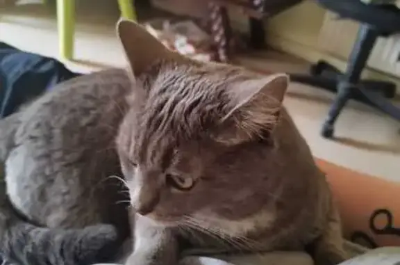 Chat perdu, Auxerre, photo: Chatte grise disparue près du Pont Paul Bert