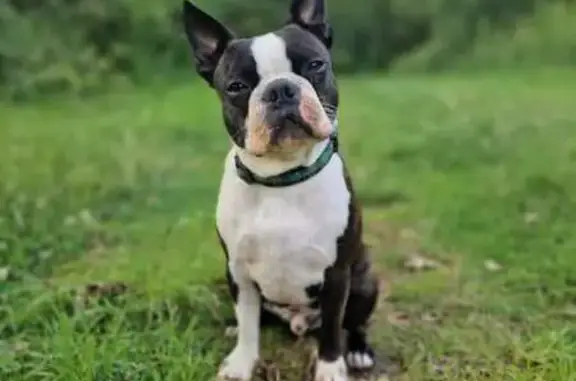 Chien perdu , photo : Chien perdu : Boston Terrier mâle à Hennebont