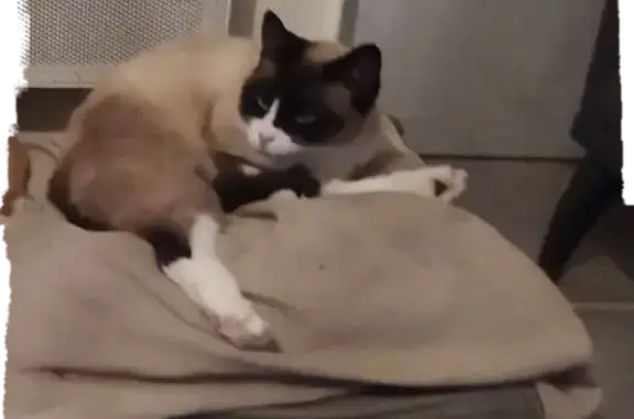 Chat perdu, , photo: Chatte siamoise perdue à Marsaz