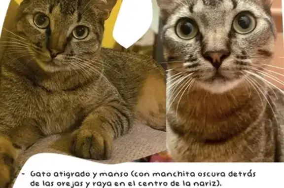 ¡Ayuda a Encontrar! Gato Atigrado Perdido en Jerez