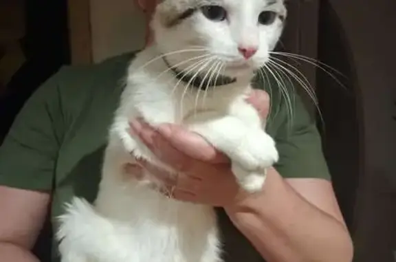 Chat croisé siamois trouvé à Beaurieux - photo