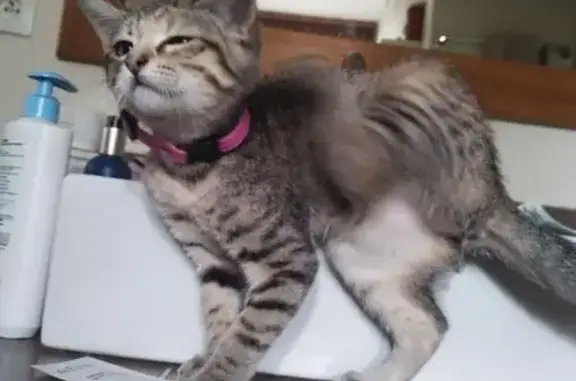 Chaton tigré gris trouvé à Floirac - photo