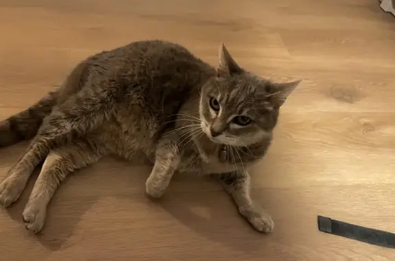 Animaux perdus , photo: Chatte grise tigrée perdue à La Chapelle-sur-Erdre